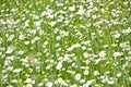 Field chamomiles Royalty Free Stock Photo