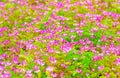 Field of chinese milk vetch blooming at summer