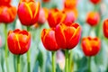 A field of Closeup orange tulips in blossom