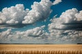A field of clouds swaying like wheat under a blue sun Royalty Free Stock Photo
