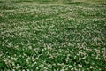 A field of clover