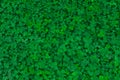 Field of clover. Green background Royalty Free Stock Photo