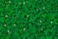 Field of clover. Green background Royalty Free Stock Photo