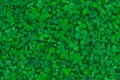 Field of clover. Green background for Saint Patrick`s day Royalty Free Stock Photo