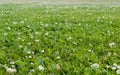 Field of clovers in summer. background. Royalty Free Stock Photo