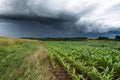 Field and cluds. Royalty Free Stock Photo