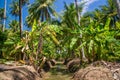 Field of coconut and bananas trees in Ampawa Royalty Free Stock Photo