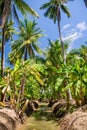 Field of coconut and bananas trees in Ampawa Royalty Free Stock Photo