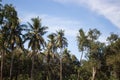 Field of coconut trees in Thailand Royalty Free Stock Photo