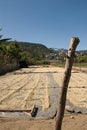 Field of coffee beans surrounded by hills under sunlight in Guatemala Royalty Free Stock Photo