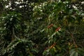 Field with coffee beans on the tree branches under sunlight with a blurry background in Guatemala Royalty Free Stock Photo