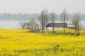 Field of cole flowers Royalty Free Stock Photo