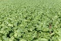Field with collard greens Royalty Free Stock Photo