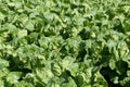 Field with collard greens Royalty Free Stock Photo