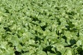 Field with collard greens Royalty Free Stock Photo