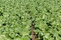 Field with collard greens Royalty Free Stock Photo