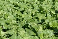 Field with collard greens Royalty Free Stock Photo