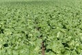 Field with collard greens Royalty Free Stock Photo