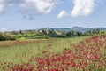 A field colored red by French honeysuckle flowers, with Orciano Pisano in the background, Tuscany, Italy Royalty Free Stock Photo