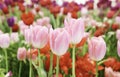 Field of Colorful Beautiful Bouquet of Tulip Flower in Garden for Agriculture Concept Design