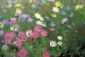 Field of colorful blooming cosmos flower in spring on morning Created with Generative AI technology