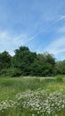 Field And  Colorful Budding Wild Flowers Royalty Free Stock Photo