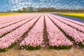 Field of common hyacinth flower bulbs grown in a farm in Holland, Lisse, the Netherlands, gardening, cultivation Royalty Free Stock Photo