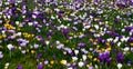 Field of colorful crocuses in grass Royalty Free Stock Photo