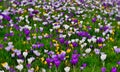 Field of colorful crocuses in grass Royalty Free Stock Photo