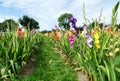 Colorful gladioli in the field to pick yourself Royalty Free Stock Photo