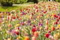 Field with colorful Dutch flowers