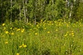 Aspens and a field of colorful flowers Royalty Free Stock Photo