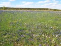 A field with colorful flowers and green, lush grass under the open blue sky with white clouds. In the distance, we can see the in Royalty Free Stock Photo