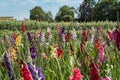 Field with colorful gladiolus flowers that customers can cut off themselves Royalty Free Stock Photo