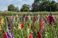 Field with colorful gladiolus flowers that customers can cut off themselves Royalty Free Stock Photo