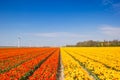 Field of colorful orange and yellow tulips in spring Royalty Free Stock Photo