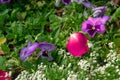 A field of colorful pansy flowers in a botanic garden. Royalty Free Stock Photo