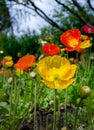 Field of colorful poppies