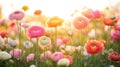 A Field of Colorful Ranunculus Flowers in the Sunlight Royalty Free Stock Photo