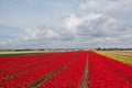 Field of colorful red tulips in the Netherlands