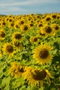 A field of colorful sunflowers Royalty Free Stock Photo