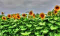 A field of colorful sunflowers Royalty Free Stock Photo