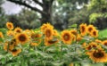 A field of colorful sunflowers Royalty Free Stock Photo