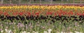 Field of colorful Tulip flowers at Windmill island gardens in Holland, Michigan Royalty Free Stock Photo