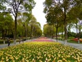 A field of colorful tulips blooming between camphor trees in early spring