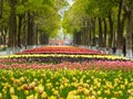 A field of colorful tulips blooming between camphor trees in early spring