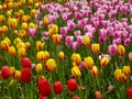 A field of colorful tulips blooming between camphor trees in early spring