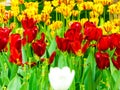 A field of colorful tulips blooming Royalty Free Stock Photo