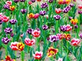 A field of colorful tulips blooming Royalty Free Stock Photo