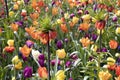 Field of colorful tulips and flowers